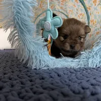 Miska, a female Pomeranian for sale in Atlanta, GA – Photo 4 of 4