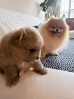 Nova , a male Pomeranian for sale in Atlanta, GA – Photo 4 of 4