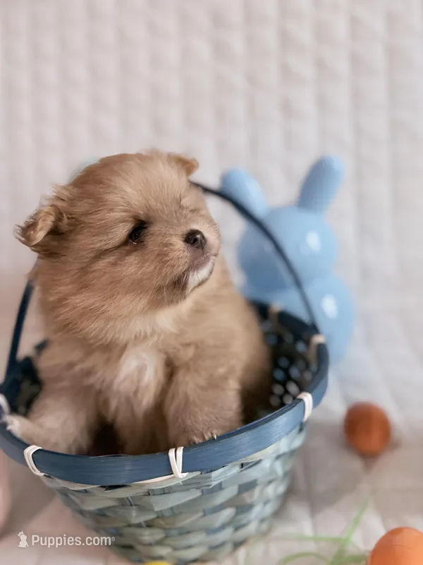 Nova  – Pomeranian puppy for sale in Atlanta, GA