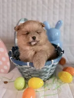 Nova , a male Pomeranian for sale in Atlanta, GA – Photo 3 of 4