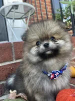 Romeo, a male Pomeranian for sale in Atlanta, GA – 1 of 1