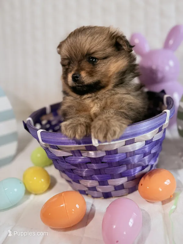 Laika – Pomeranian puppy for sale in Atlanta, GA