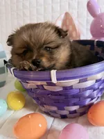 Laika, a female Pomeranian for sale in Atlanta, GA – Photo 3 of 4