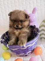 Laika, a female Pomeranian for sale in Atlanta, GA – Photo 2 of 4