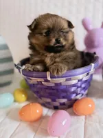 Laika, a female Pomeranian for sale in Atlanta, GA – Photo 4 of 4