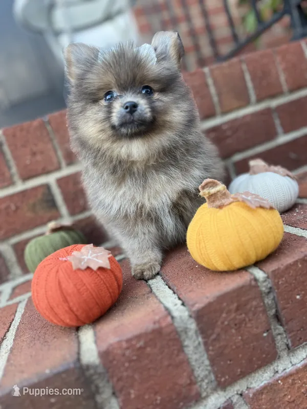 Cazzu – Pomeranian puppy for sale in Atlanta, GA