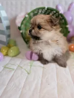 Kira, a female Pomeranian for sale in Atlanta, GA – Photo 4 of 4