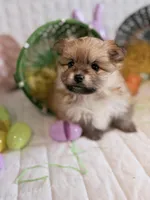 Kira, a female Pomeranian for sale in Atlanta, GA – Photo 2 of 4