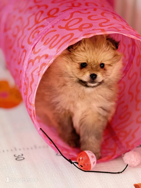 Kira – Pomeranian puppy for sale in Atlanta, GA