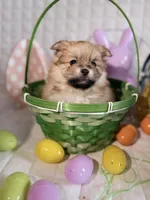 Kira, a female Pomeranian for sale in Atlanta, GA – Photo 1 of 4