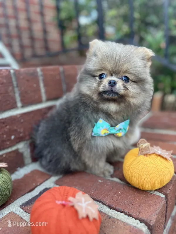 El chato – Pomeranian puppy for sale in Atlanta, GA