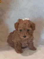 Jada, a female Poodle - Toy  for sale in Milford, IN – 2 of 3