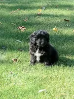 Indigo , a male Miniature Aussiedoodle for sale in Milford, IN – 2 of 4