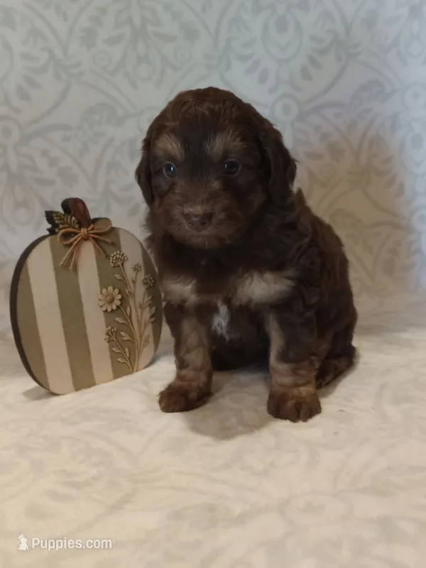 Iker – Miniature Aussiedoodle puppy for sale in Milford, IN