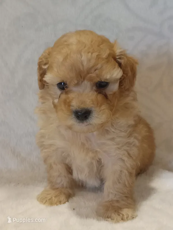 Jasper – Poodle - Toy  puppy for sale in Milford, IN
