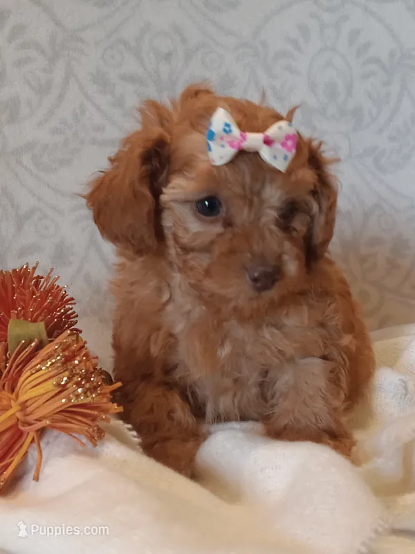 Jillian  – Poodle - Toy  puppy for sale in Milford, IN
