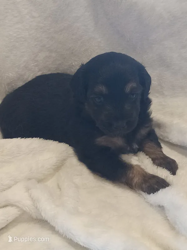 Ivy – Miniature Aussiedoodle puppy for sale in Milford, IN