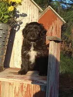 Indigo , a male Miniature Aussiedoodle for sale in Milford, IN – 1 of 4