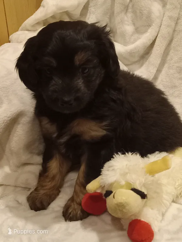 Ivy – Miniature Aussiedoodle puppy for sale in Milford, IN