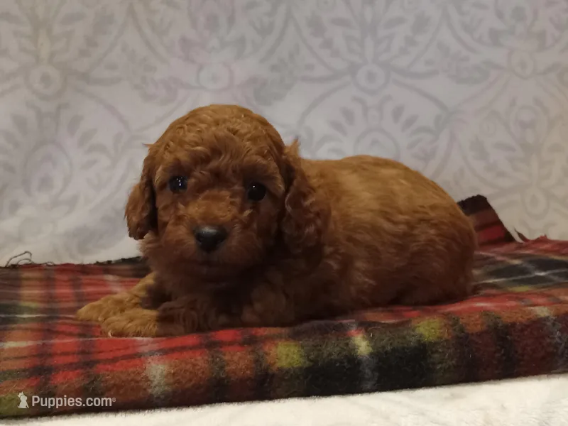 Hunter – Poodle - Toy  puppy for sale in Milford, IN