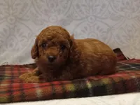 Hunter, a male Poodle - Toy  for sale in Milford, IN – Photo 1 of 3