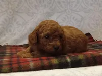 Hunter, a male Poodle - Toy  for sale in Milford, IN – Photo 2 of 3