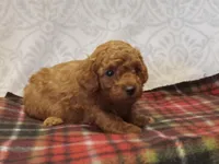 Hunter, a male Poodle - Toy  for sale in Milford, IN – Photo 3 of 3