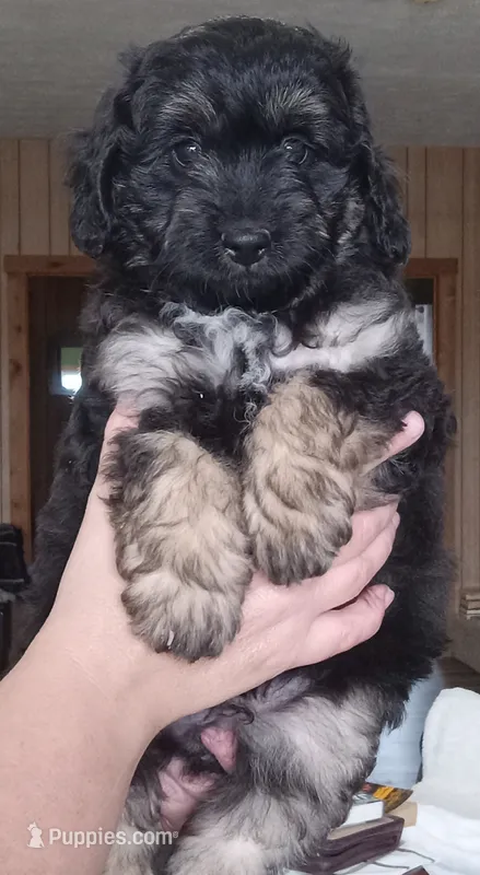Iker – Miniature Aussiedoodle puppy for sale in Milford, IN