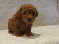 Hudson , a male Poodle - Toy  for sale in Milford, IN – Photo 3 of 3