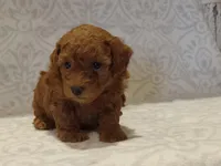 Hudson , a male Poodle - Toy  for sale in Milford, IN – Photo 2 of 3