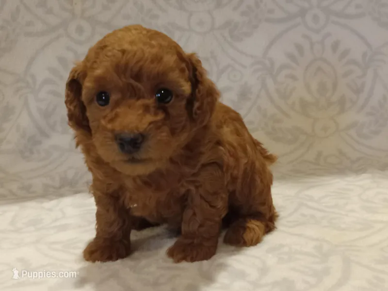Hudson  – Poodle - Toy  puppy for sale in Milford, IN