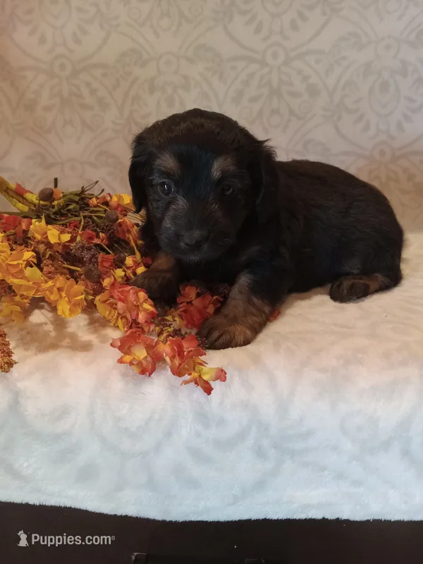 Ivy – Miniature Aussiedoodle puppy for sale in Milford, IN