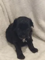Isaiah , a male Miniature Aussiedoodle for sale in Milford, IN – 1 of 1