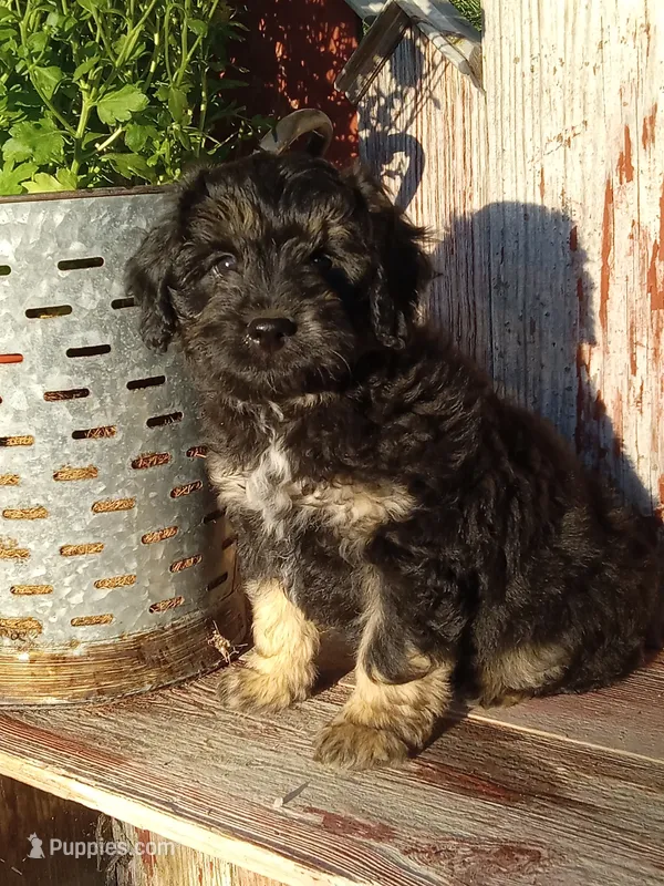 Iker – Miniature Aussiedoodle puppy for sale in Milford, IN