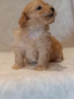 Jasper, a male Poodle - Toy  for sale in Milford, IN – 2 of 2