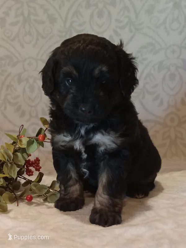 Iker – Miniature Aussiedoodle puppy for sale in Milford, IN