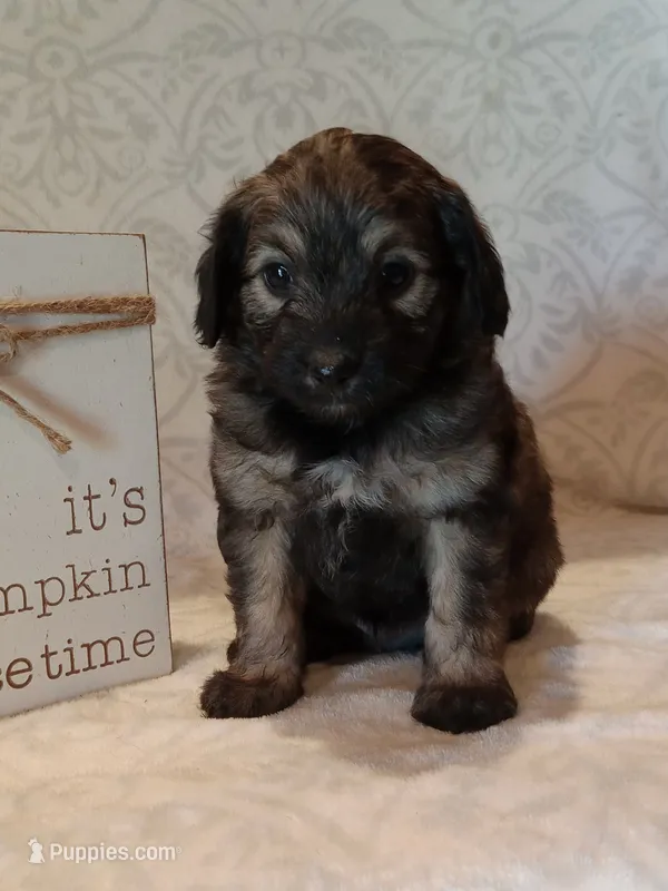 Isaac – Miniature Aussiedoodle puppy for sale in Milford, IN