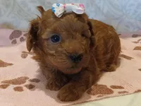 Hazel , a female Poodle - Toy  for sale in Milford, IN – Photo 3 of 3