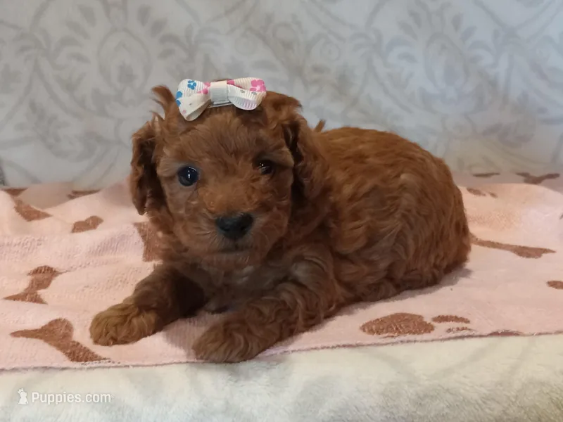 Hazel , a female Poodle - Toy  for sale in Milford, IN – Photo 1 of 3