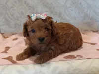 Hazel , a female Poodle - Toy  for sale in Milford, IN – Photo 1 of 3