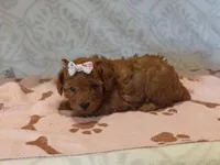 Hazel , a female Poodle - Toy  for sale in Milford, IN – Photo 2 of 3
