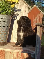 Indigo , a male Miniature Aussiedoodle for sale in Milford, IN – 4 of 4