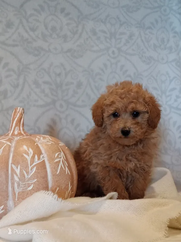 Jasmine  – Poodle - Toy  puppy for sale in Milford, IN