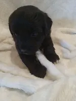 Indigo, a male Miniature Aussiedoodle for sale in Milford, IN – 2 of 2