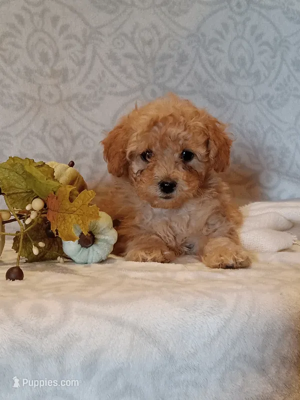 Jasper – Poodle - Toy  puppy for sale in Milford, IN
