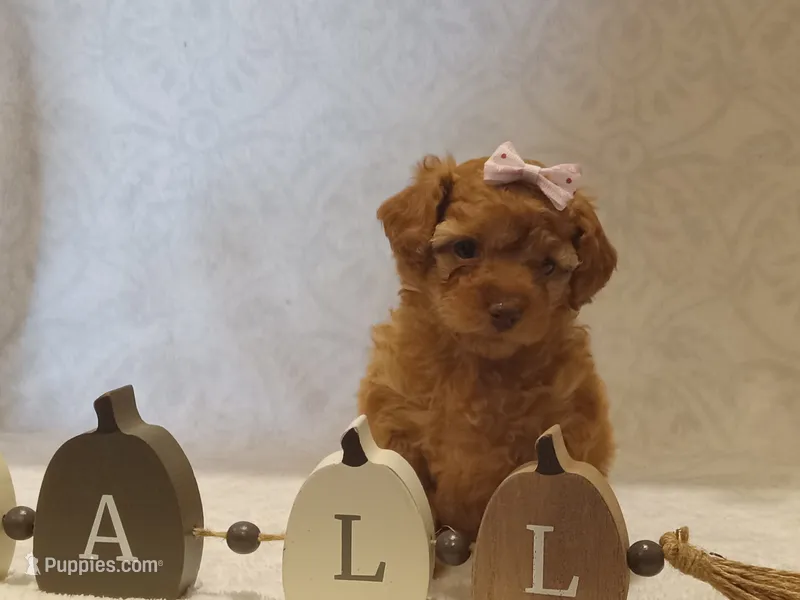 Jillian  – Poodle - Toy  puppy for sale in Milford, IN