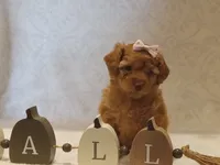 Jillian , a female Poodle - Toy  for sale in Milford, IN – 1 of 3