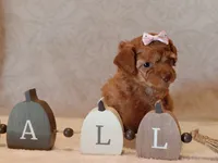 Jillian , a female Poodle - Toy  for sale in Milford, IN – 3 of 3