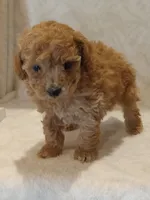 Jasmine , a female Poodle - Toy  for sale in Milford, IN – 3 of 3