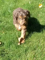 Ian, a male Miniature Aussiedoodle for sale in Milford, IN – 2 of 4
